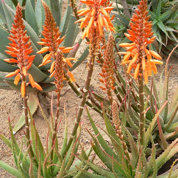 Cluster of aloe plants with spiky green leaves and tall stalks topped with orange tubular flowers, growing in sandy soil.