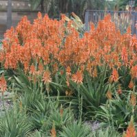 Clusters of aloe plants with tall stems bearing orange flowers grow in a landscaped garden, with palm trees and a fence in the background.