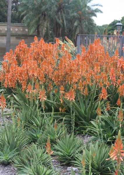 Clusters of aloe plants with tall stems bearing orange flowers grow in a landscaped garden, with palm trees and a fence in the background.