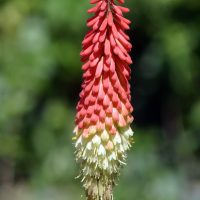 A single red-hot poker flower with red and yellow tubular blooms stands upright against a blurred green background.
