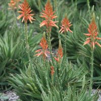 Cluster of aloe vera plants with spiky green leaves and tall stems topped with orange tubular flowers.