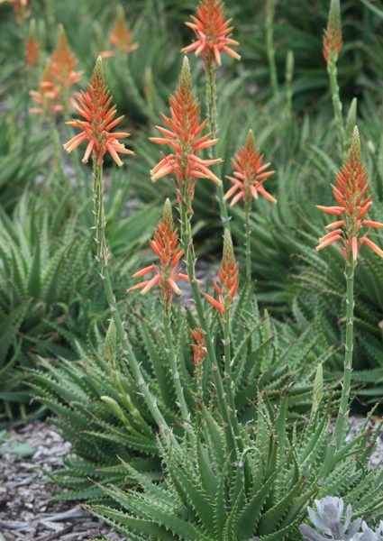 Cluster of aloe vera plants with spiky green leaves and tall stems topped with orange tubular flowers.