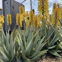 A cluster of aloe plants with tall yellow flower spikes grows next to a metal pole and gravel ground under a partly cloudy sky.