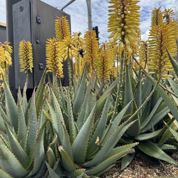 A cluster of aloe plants with tall yellow flower spikes grows next to a metal pole and gravel ground under a partly cloudy sky.