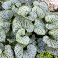 Brunnera 'Jack Frost' 15cm Pot features heart-shaped, silver leaves with striking dark green veins. It thrives in soil beside light stone or concrete edges and arrives beautifully potted in a 15cm container.
