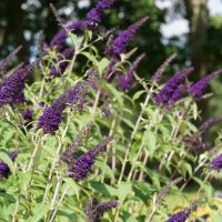 Purple buddleia flowers in bloom with green leaves, set against a blurred background of trees and sunlight.