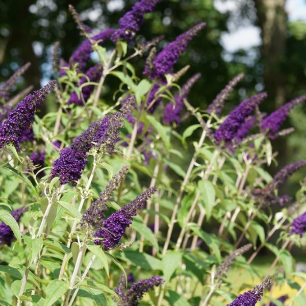Purple buddleia flowers in bloom with green leaves, set against a blurred background of trees and sunlight.