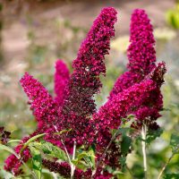 Clusters of bright magenta flowers grow upright on green stems, surrounded by leaves, with a blurred garden background.