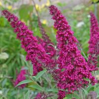 Bright magenta buddleia flowers in full bloom with green foliage in the background.