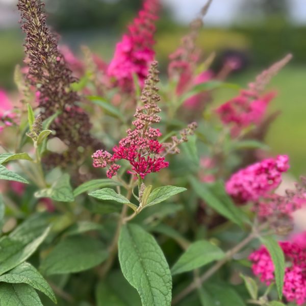 Close-up of vibrant pink flower clusters and green leaves outdoors, with a blurred background of greenery and sky.