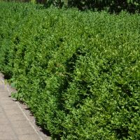 A Buxus 'British Box' 10" Pot hedge lines a paved walkway, its neatly trimmed green foliage shining in the sunlight.