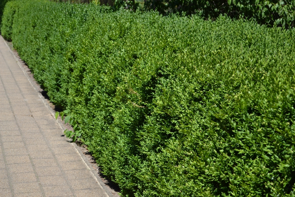A Buxus 'British Box' 10" Pot hedge lines a paved walkway, its neatly trimmed green foliage shining in the sunlight.