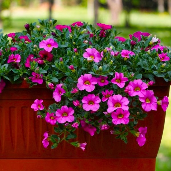 A Calibrachoa 'Hot Pink' 6" Pot blooms in a rectangular brown planter outdoors, with green grass and trees in the background.