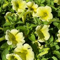 Pale yellow petunias in full bloom with green foliage, pictured in bright sunlight. A small black insect rests on one of the petals.