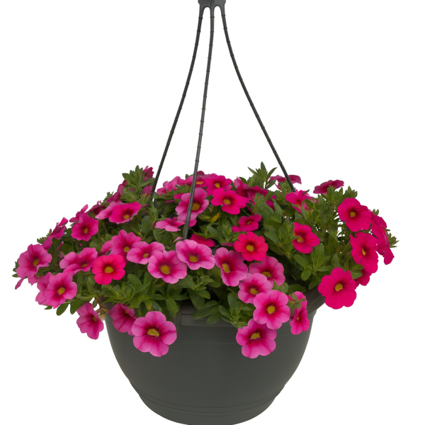 A 10" Calibrachoa 'Mix Juliet' hanging basket overflowing with blooming pink petunias and vibrant Calibrachoa, isolated on a white background.