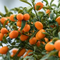A kumquat tree with clusters of small, oval-shaped orange fruits and green leaves.