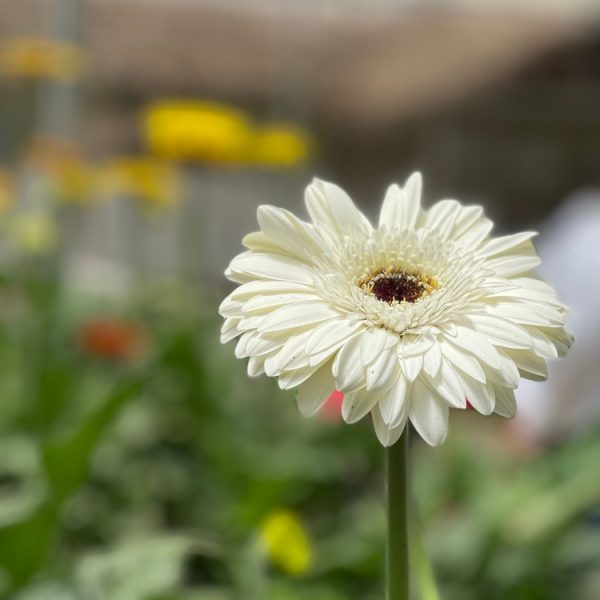 A single white gerbera daisy in sharp focus stands against a blurred green background with hints of yellow and orange flowers.