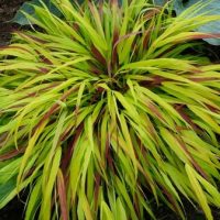 A Hakonechloa 'Macra Sunflare' Forest Grass in a 15cm pot displays long, narrow, arching yellow-green leaves with hints of red and thrives in garden soil.