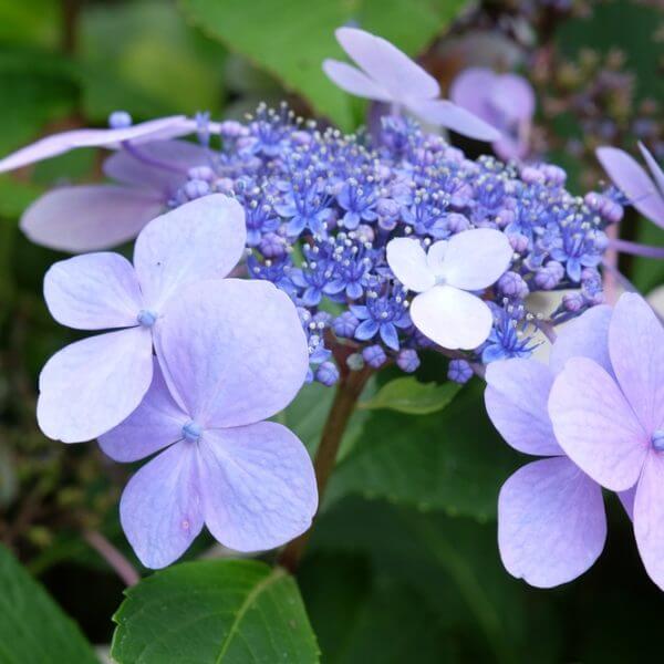 Clusters of light purple and blue hydrangea blooms, with Hydrangea 'Trail Blazer™ White' 8" Pot, framed by lush green foliage.