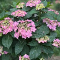 A Hydrangea 'Trail Blazer™ White' 8" Pot displays clusters of light pink blooms and large green leaves glistening with water droplets, set before a softly blurred green backdrop.