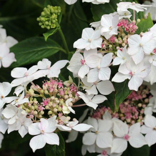 Clusters of white and light pink blooms of Hydrangea 'Trail Blazer™ White' 8" Pot stand out among green leaves, with unopened buds visible in the background.
