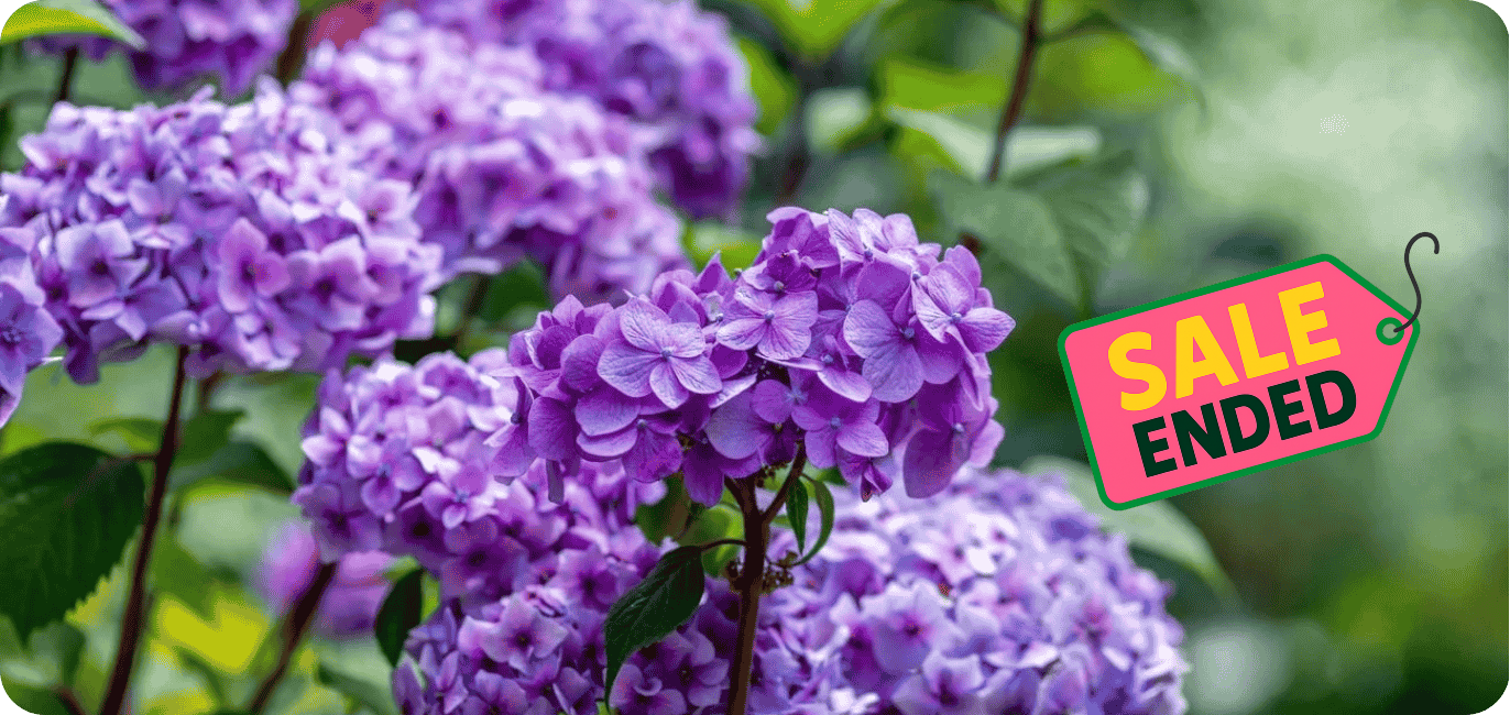 Clusters of purple hydrangea flowers with green leaves in the background and a “SALE ENDED” sign in the foreground mark the end of the Hydrangeas Sale.