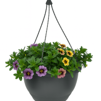 A black hanging planter with green foliage showcases Calibrachoa 'Mix Berry Bliss' 10" (Hanging Basket) flowers in vibrant purple, pink, and yellow shades, set against a white background.