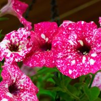 Close-up of Petunia 'Galactic Pink' 10" (Hanging Basket) flowers with white speckles, blooming among lush green leaves.