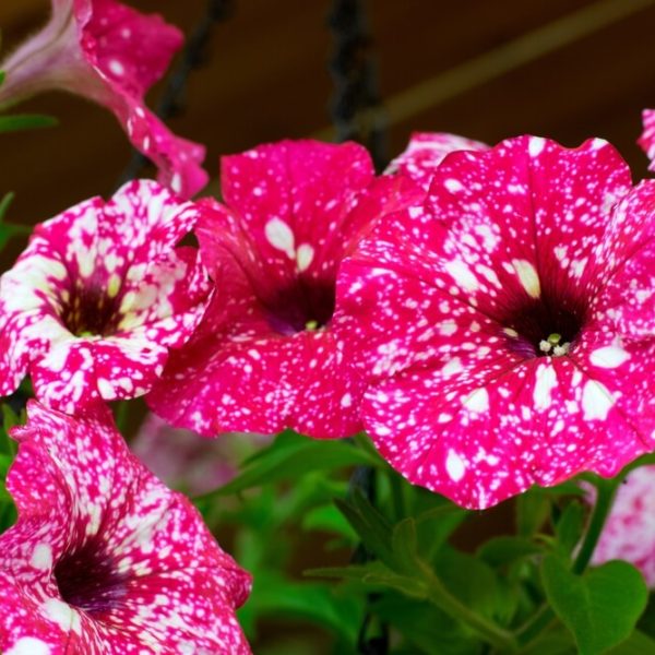 Close-up of Petunia 'Galactic Pink' 10" (Hanging Basket) flowers with white speckles, blooming among lush green leaves.