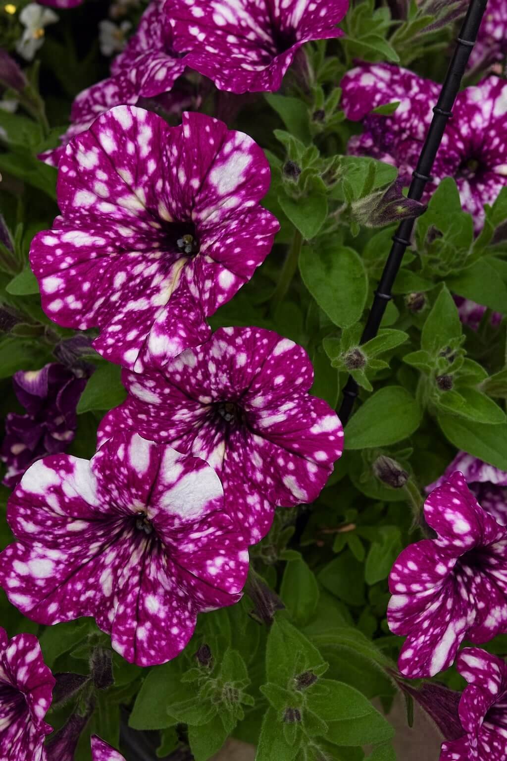 Close-up of Petunia 'Sparkling Purple' 10" (Hanging Basket): magenta petals with white speckles and vibrant green leaves.