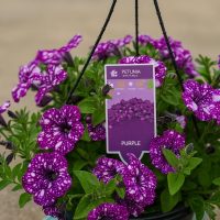 A 10" hanging basket of Petunia 'Sparkling Purple' blooms, featuring purple flowers with white spots, is displayed outdoors. The plant label reads "Petunia 'Sparkling Purple' 10" (Hanging Basket)".