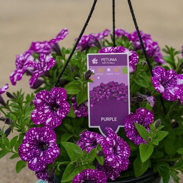 A 10" hanging basket of Petunia 'Sparkling Purple' blooms, featuring purple flowers with white spots, is displayed outdoors. The plant label reads "Petunia 'Sparkling Purple' 10" (Hanging Basket)".