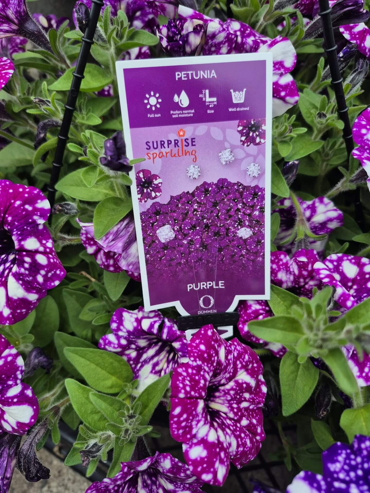 Close-up of a plant label labelled "Petunia 'Sparkling Purple' 10" (Hanging Basket)", surrounded by vivid purple and white speckled blooms and lush green leaves.