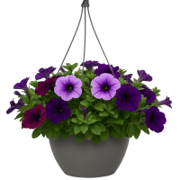 A Petunia 'Ultra Marine' 10" Hanging Basket, featuring vibrant flowers and lush green leaves, suspended by a black hook against a white background.