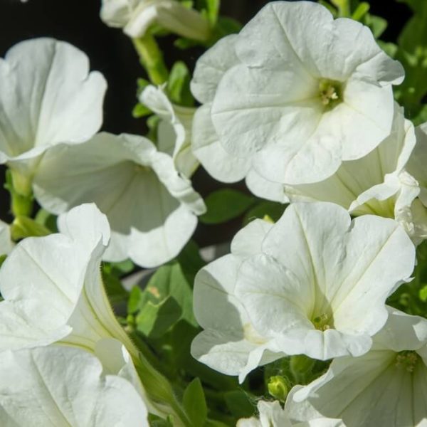 Close-up of blooming Petunia 'White Snowball' flowers with green leaves in a 10" hanging basket.
