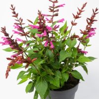 A potted plant with green leaves and multiple stems bearing clusters of tubular pink flowers, set against a plain white background.