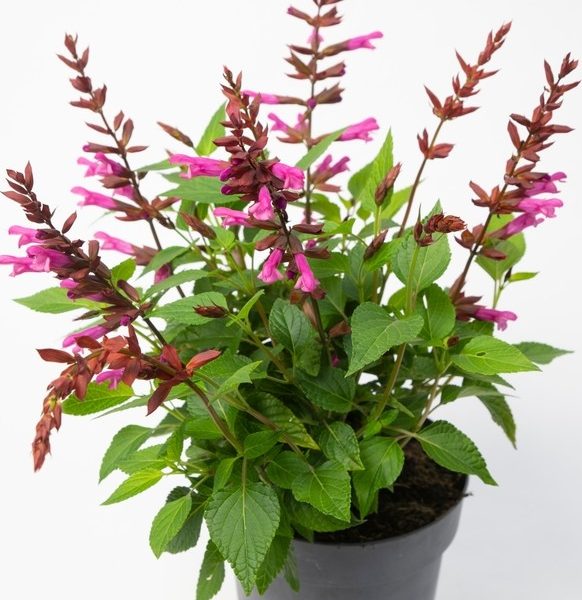 A potted plant with green leaves and multiple stems bearing clusters of tubular pink flowers, set against a plain white background.