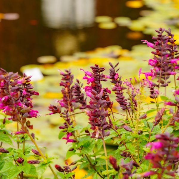 Purple and pink flowers with green leaves in the foreground; blurred pond with yellow waterlilies in the background.