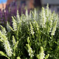 Close-up of blooming white and green flower spikes in a garden bed, with blurred purple flowers and buildings in the background.