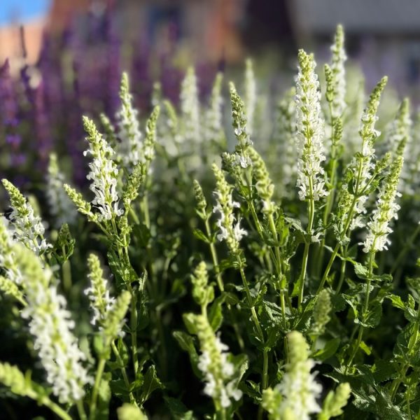Close-up of blooming white and green flower spikes in a garden bed, with blurred purple flowers and buildings in the background.