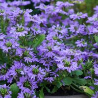 A cluster of purple flowers with green leaves growing densely in a garden border.