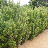 A row of dense, green pines and Adenanthos 'Woolly Bush' 12" Pot plants grow alongside a gravel path and brick wall.