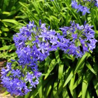Agapanthus 'Star Dust' 15cm Pot features clusters of vibrant purple blooms amid lush green foliage, creating a striking display.