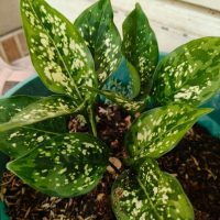 An Aglaonema 'Eileen' 13cm Pot, featuring broad dark green leaves with white speckles, sits against a light-coloured wall.