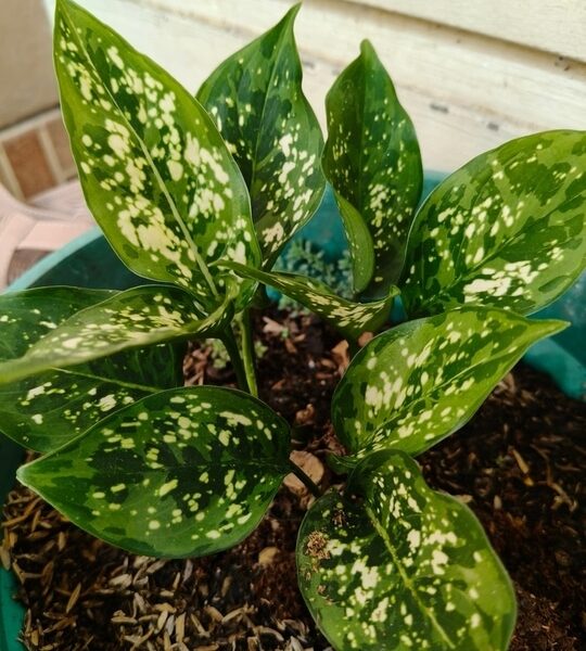 An Aglaonema 'Eileen' 13cm Pot, featuring broad dark green leaves with white speckles, sits against a light-coloured wall.