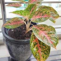An Aglaonema 'Night Sparkle' houseplant with pink and yellow variegated green leaves is displayed in a 5" pot on a tiled floor near a metal railing.