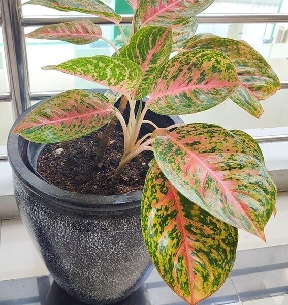 An Aglaonema 'Night Sparkle' houseplant with pink and yellow variegated green leaves is displayed in a 5" pot on a tiled floor near a metal railing.