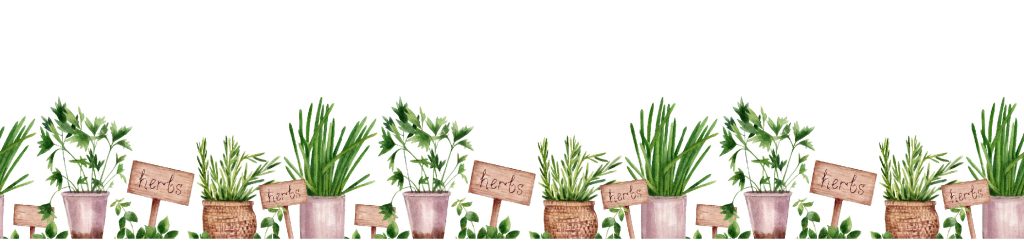 Row of potted herbs with wooden label signs, including parsley and chives, arranged in woven and ceramic containers against a white background—perfect alongside fresh blooms from our Hydrangeas Sale.