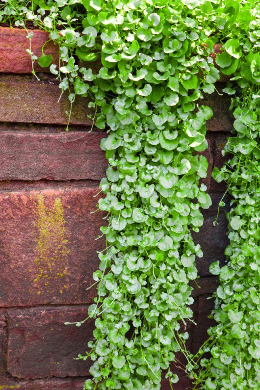 Trailing green foliage of creeping Jenny and Silver Dichondra cascade down a red brick wall with patches of moss.