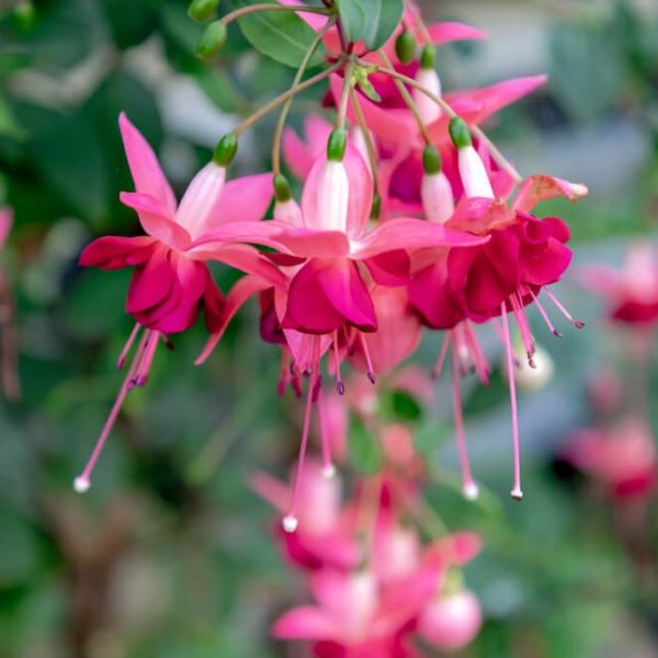 Fuchsia 'Fairytales Alexis' 10" Hanging Basket features a cascade of pink and magenta blooms on green stems, perfect for adding vibrant colour to your space.